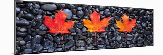 3 Maple Leaves-Steve Gadomski-Mounted Photographic Print