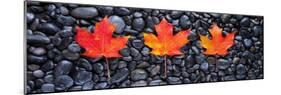 3 Maple Leaves-Steve Gadomski-Mounted Photographic Print