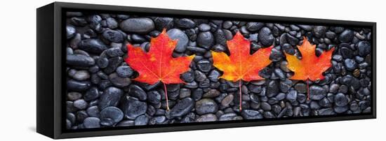 3 Maple Leaves-Steve Gadomski-Framed Stretched Canvas