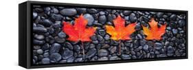 3 Maple Leaves-Steve Gadomski-Framed Stretched Canvas