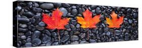 3 Maple Leaves-Steve Gadomski-Stretched Canvas