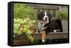 3 Month Old Bernese Mountain Dog Puppy On-null-Framed Stretched Canvas