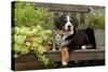 3 Month Old Bernese Mountain Dog Puppy On-null-Stretched Canvas