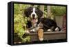 3 Month Old Bernese Mountain Dog Puppy On-null-Framed Stretched Canvas