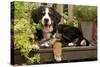 3 Month Old Bernese Mountain Dog Puppy On-null-Stretched Canvas