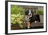 3 Month Old Bernese Mountain Dog Puppy On-null-Framed Photographic Print