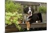 3 Month Old Bernese Mountain Dog Puppy On-null-Mounted Photographic Print