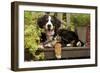 3 Month Old Bernese Mountain Dog Puppy On-null-Framed Photographic Print