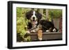 3 Month Old Bernese Mountain Dog Puppy On-null-Framed Photographic Print