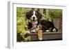 3 Month Old Bernese Mountain Dog Puppy On-null-Framed Photographic Print