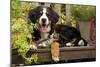 3 Month Old Bernese Mountain Dog Puppy On-null-Mounted Photographic Print