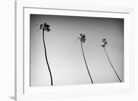 3 Palms Bw-John Gusky-Framed Photographic Print