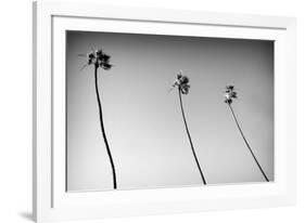 3 Palms Bw-John Gusky-Framed Photographic Print