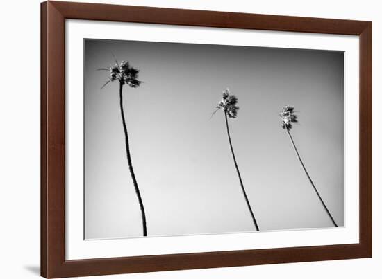 3 Palms Bw-John Gusky-Framed Photographic Print