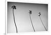 3 Palms Bw-John Gusky-Framed Photographic Print