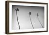 3 Palms Bw-John Gusky-Framed Photographic Print