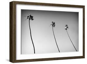 3 Palms Bw-John Gusky-Framed Photographic Print