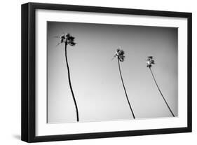 3 Palms Bw-John Gusky-Framed Photographic Print