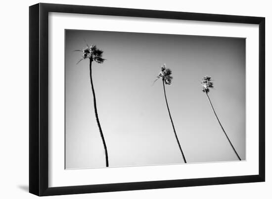 3 Palms Bw-John Gusky-Framed Photographic Print