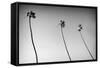 3 Palms Bw-John Gusky-Framed Stretched Canvas