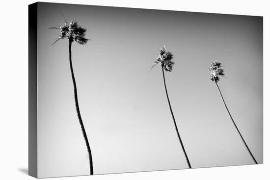 3 Palms Bw-John Gusky-Stretched Canvas