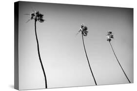 3 Palms Bw-John Gusky-Stretched Canvas