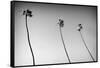 3 Palms Bw-John Gusky-Framed Stretched Canvas