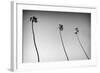 3 Palms Bw-John Gusky-Framed Photographic Print