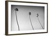 3 Palms Bw-John Gusky-Framed Photographic Print