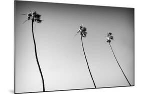 3 Palms Bw-John Gusky-Mounted Photographic Print