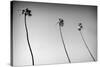 3 Palms Bw-John Gusky-Stretched Canvas
