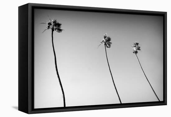 3 Palms Bw-John Gusky-Framed Stretched Canvas