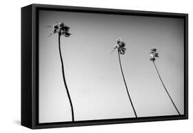 3 Palms Bw-John Gusky-Framed Stretched Canvas