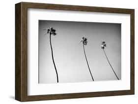 3 Palms Bw-John Gusky-Framed Photographic Print