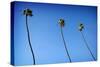 3 Palms-John Gusky-Stretched Canvas