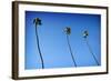 3 Palms-John Gusky-Framed Photographic Print