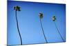 3 Palms-John Gusky-Mounted Photographic Print