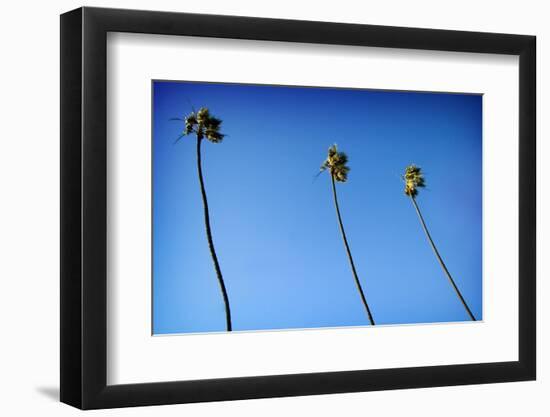 3 Palms-John Gusky-Framed Photographic Print