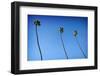 3 Palms-John Gusky-Framed Photographic Print