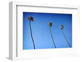 3 Palms-John Gusky-Framed Photographic Print