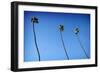 3 Palms-John Gusky-Framed Photographic Print