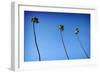 3 Palms-John Gusky-Framed Photographic Print