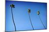 3 Palms-John Gusky-Mounted Photographic Print