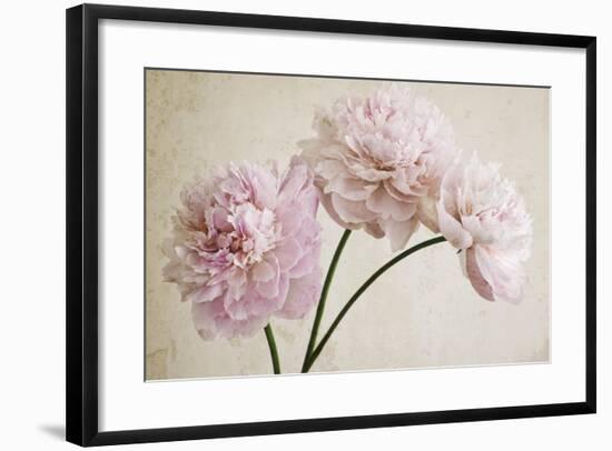 3 Pink Peonies on Light Brown-Tom Quartermaine-Framed Giclee Print