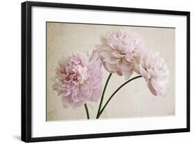 3 Pink Peonies on Light Brown-Tom Quartermaine-Framed Giclee Print