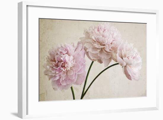 3 Pink Peonies on Light Brown-Tom Quartermaine-Framed Giclee Print