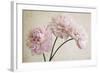 3 Pink Peonies on Light Brown-Tom Quartermaine-Framed Giclee Print