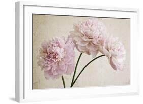 3 Pink Peonies on Light Brown-Tom Quartermaine-Framed Giclee Print