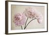 3 Pink Peonies on Light Brown-Tom Quartermaine-Framed Giclee Print