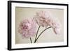 3 Pink Peonies on Light Brown-Tom Quartermaine-Framed Giclee Print